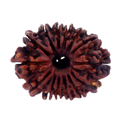 Natural Fourteen Mukhi Certified Orignal Nepali Rudraksha Bead - ZeeDiamonds