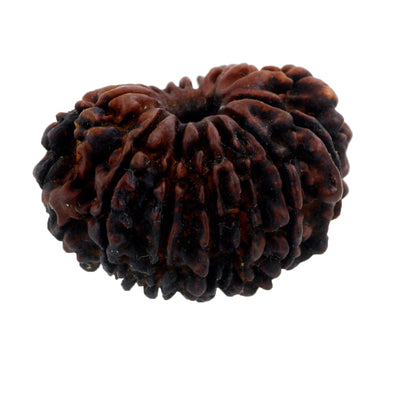 Natural Fourteen Mukhi Certified Orignal Nepali Rudraksha Bead - ZeeDiamonds