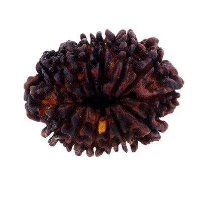 Natural Fourteen Mukhi Certified Orignal Nepali Rudraksha Bead - ZeeDiamonds