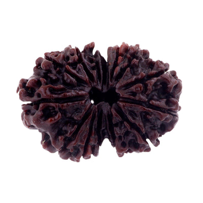 30 mm Natural 14 Mukhi Gaurishankar Rudraksha Bead - ZeeDiamonds