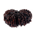 30 mm Natural 14 Mukhi Gaurishankar Rudraksha Bead - ZeeDiamonds