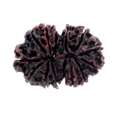 30 mm Natural 14 Mukhi Gaurishankar Rudraksha Bead - ZeeDiamonds