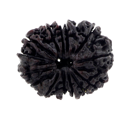 Natural Fourteen Mukhi Certified Original Rudraksha Bead - ZeeDiamonds