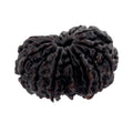 Natural Fourteen Mukhi Certified Original Rudraksha Bead - ZeeDiamonds