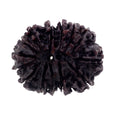 Natural Fourteen Mukhi Certified Original Rudraksha Bead - ZeeDiamonds