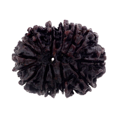 Natural Fourteen Mukhi Certified Original Rudraksha Bead - ZeeDiamonds