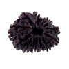 14 Mukhi Nepali Rudraksha Bead, Benefits and Wearing Rules - ZeeDiamonds