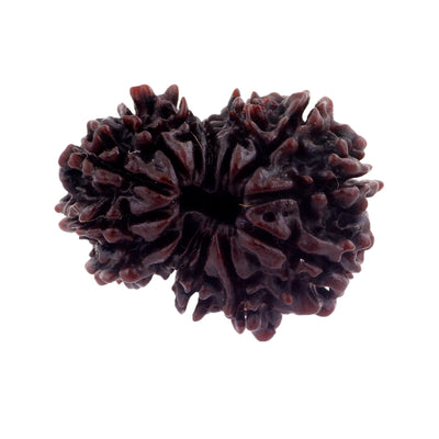 Certified 26 mm Fourteen Mukhi Rudraksha Bead - ZeeDiamonds