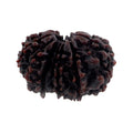 Certified 26 mm Fourteen Mukhi Rudraksha Bead - ZeeDiamonds