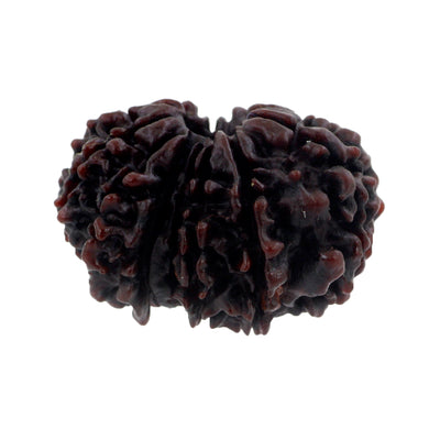 Certified 26 mm Fourteen Mukhi Rudraksha Bead - ZeeDiamonds