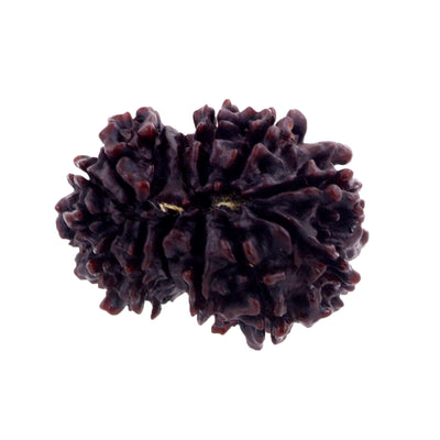 26 mm Natural Fourteen Mukhi Certified Rudraksha Bead - ZeeDiamonds