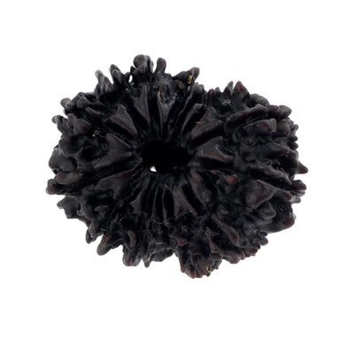 25 mm Certified 14 Mukhi Natural Rudraksha Bead - ZeeDiamonds