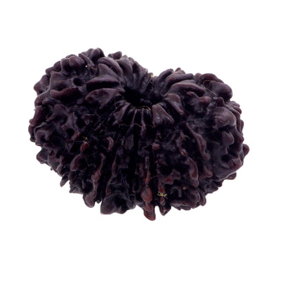 Powerful 14 Mukhi Rudraksha Seed, Benefits and Wearing Rules - ZeeDiamonds