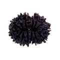 Powerful 14 Mukhi Rudraksha Seed, Benefits and Wearing Rules - ZeeDiamonds