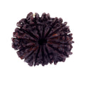 Natural Fourteen Mukhi Certified Rudraksha Bead - ZeeDiamonds