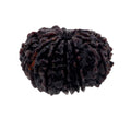 Natural Fourteen Mukhi Certified Rudraksha Bead - ZeeDiamonds