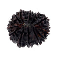 Natural Fourteen Mukhi Certified Rudraksha Bead - ZeeDiamonds