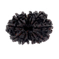 25 MM Fourteen Mukhi Gaurishankar Certified Rudraksha Bead - ZeeDiamonds