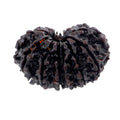 25 MM Fourteen Mukhi Gaurishankar Certified Rudraksha Bead - ZeeDiamonds