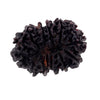 25 mm, 14 Mukhi Gaurishankar Rudraksha Bead - ZeeDiamonds