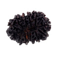 25 MM Fourteen Mukhi Gaurishankar Certified Rudraksha Bead - ZeeDiamonds