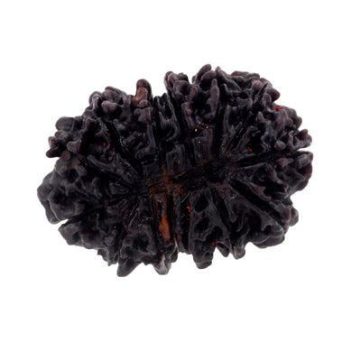 25 MM Fourteen Mukhi Gaurishankar Certified Rudraksha Bead - ZeeDiamonds